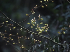 Litsea cubeba