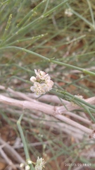 Calligonum polygonoides