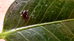Trigonopterus