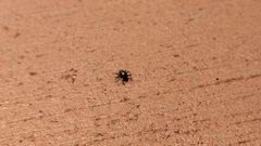 Trigonopterus