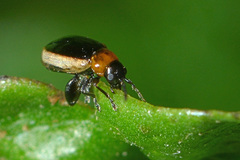 Longitarsus dorsalis