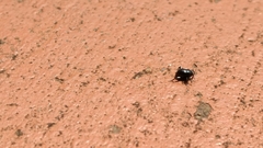 Trigonopterus