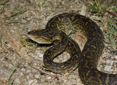 Protobothrops flavoviridis