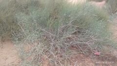 Calligonum polygonoides