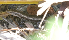 Emoia atrocostata