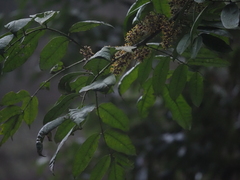 Zanthoxylum dissitum