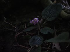 Primula ovalifolia