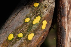 Trichoderma victoriense