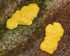 Trichoderma victoriense