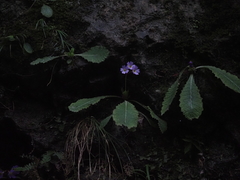 Primula epilosa