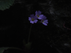Primula epilosa