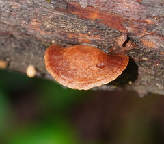 Deconica horizontalis