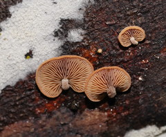 Deconica horizontalis