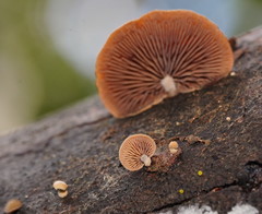 Deconica horizontalis