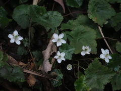 Asteropyrum peltatum