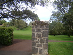 Ficus macrophylla
