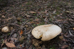 Amanita ochrophylloides