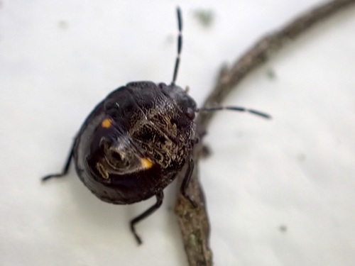 Pittosporum shield bug photo 5