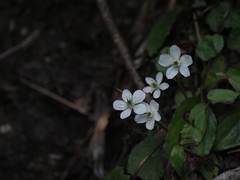 Asteropyrum peltatum