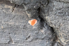 Phrurolithidae