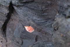 Phrurolithidae