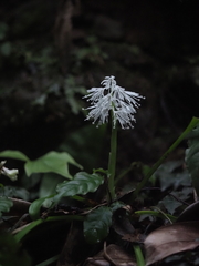 Ypsilandra thibetica