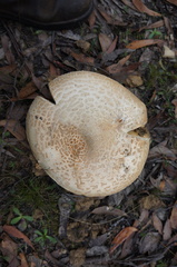 Amanita ochrophylloides