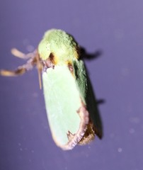 Latoia vivida