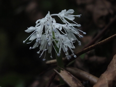 Ypsilandra thibetica