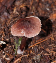 Mycena vinacea