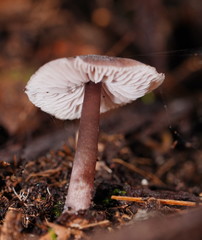 Mycena vinacea
