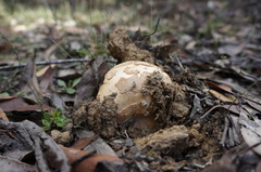 Amanita ochrophylloides