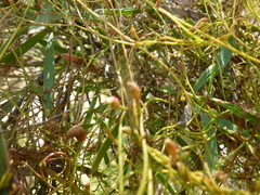 Cassytha glabella dispar