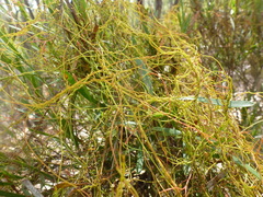 Cassytha glabella dispar