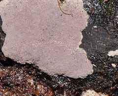 Hypoxylon rubiginosum