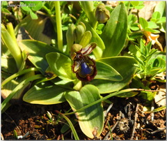 Ophrys speculum speculum