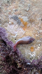 Lepadogaster purpurea