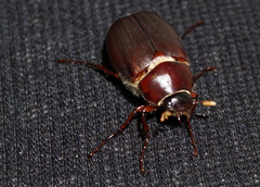 Phyllophaga crinita