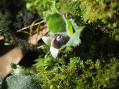 Asarum pulchellum