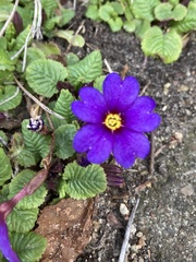 Primula × pruhonicensis