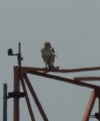 Nisaetus cirrhatus limnaeetus