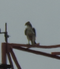 Nisaetus cirrhatus limnaeetus