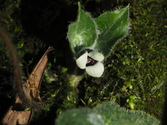 Asarum pulchellum