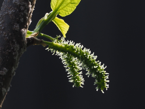 Morus macroura (Morus macroura)