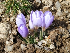 Crocus carpetanus