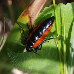 Pseudomeloe collegialis