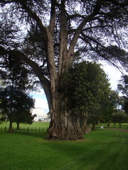 Ficus macrophylla