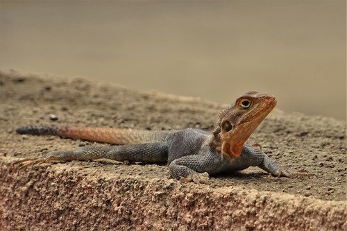 Finch’s agama