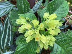 Chrysothemis friedrichsthaliana