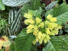 Chrysothemis friedrichsthaliana